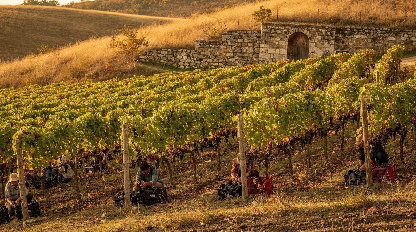 Guía de vinos rumanos: regiones, uvas y dónde degustar cerca de Bucarest — Guía de vinos rumanos: regiones clave, variedades de uva nativas (Feteasca Neagr