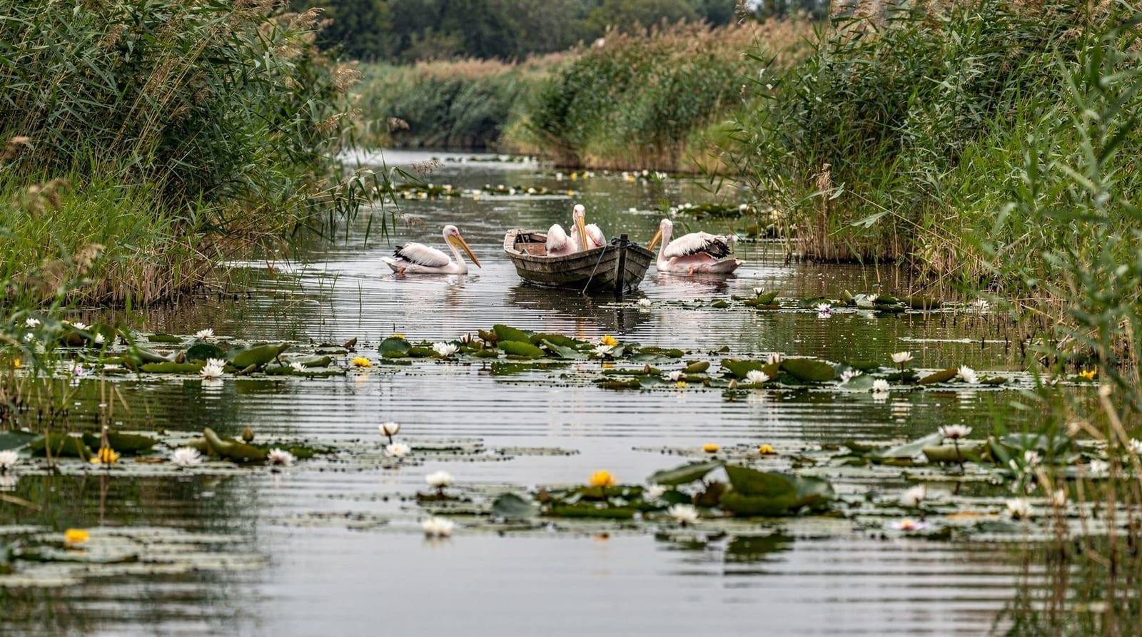 Bucharest: Danube delta 2 day tour