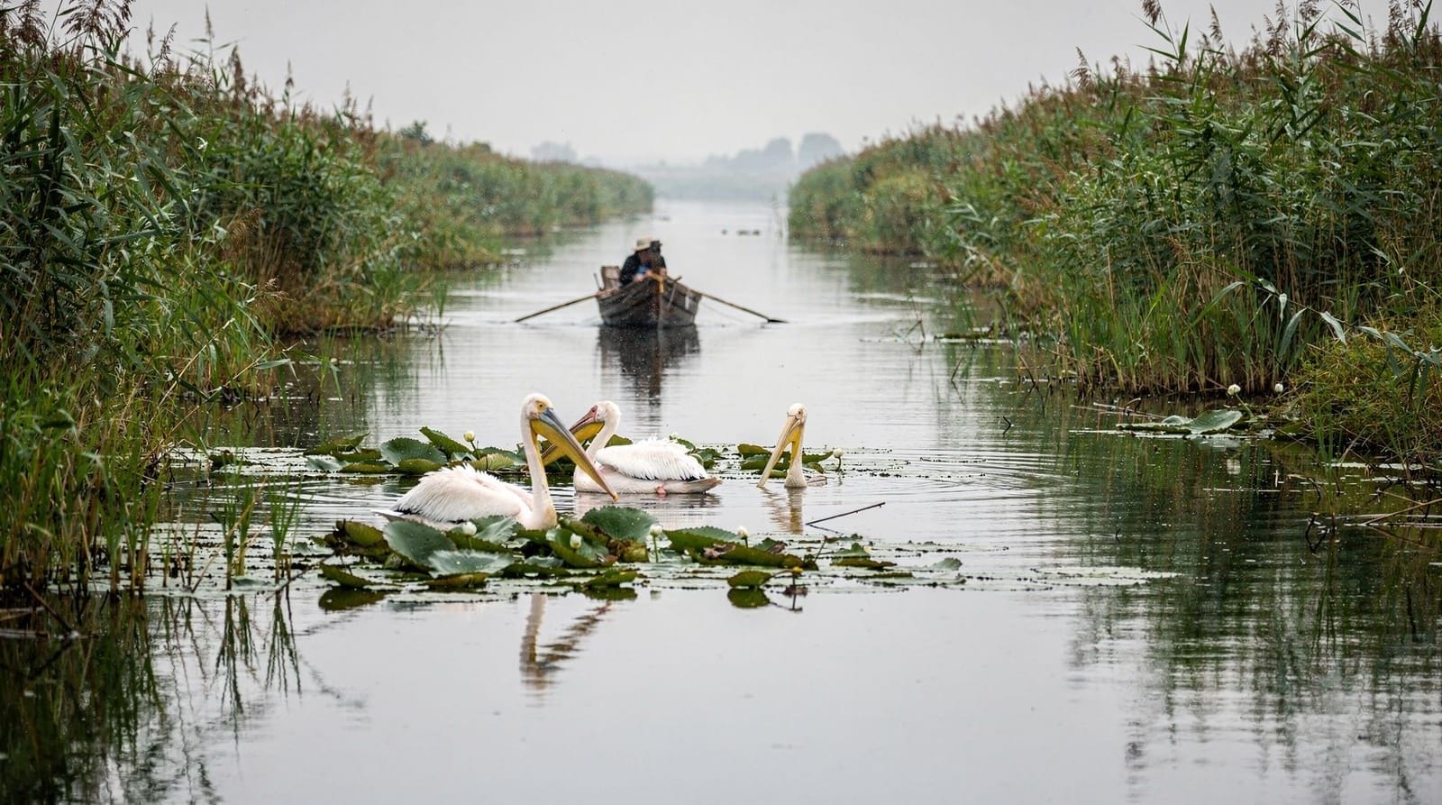 Bucharest: Danube delta day tour