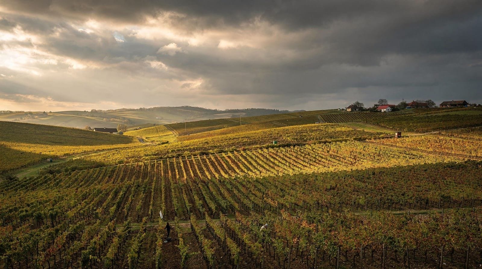 Bucharest: Exclusive dealu mare wine tasting tour