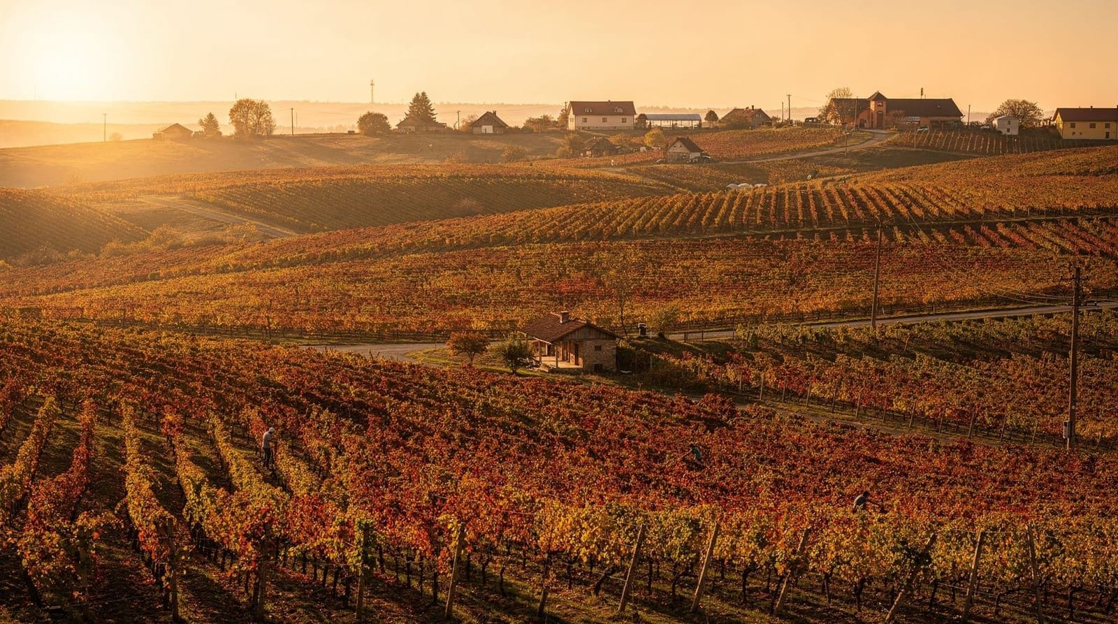 Bucharest: Half day tour of dealu mare wineries