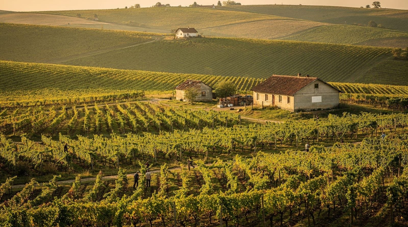 Bucharest: Romanian wine and food pairing experience