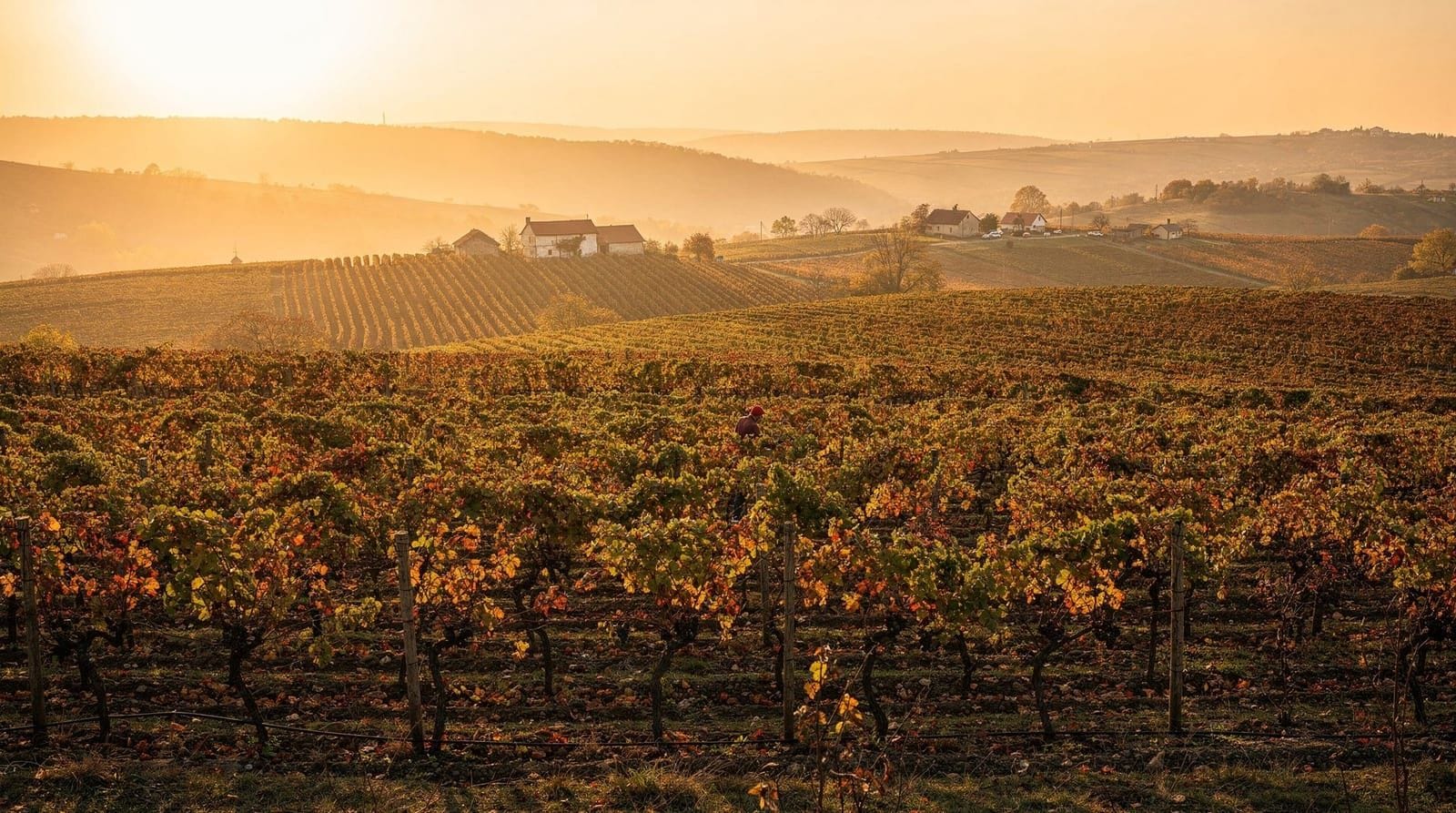 Bucharest: Romanian wine tasting experience at corks