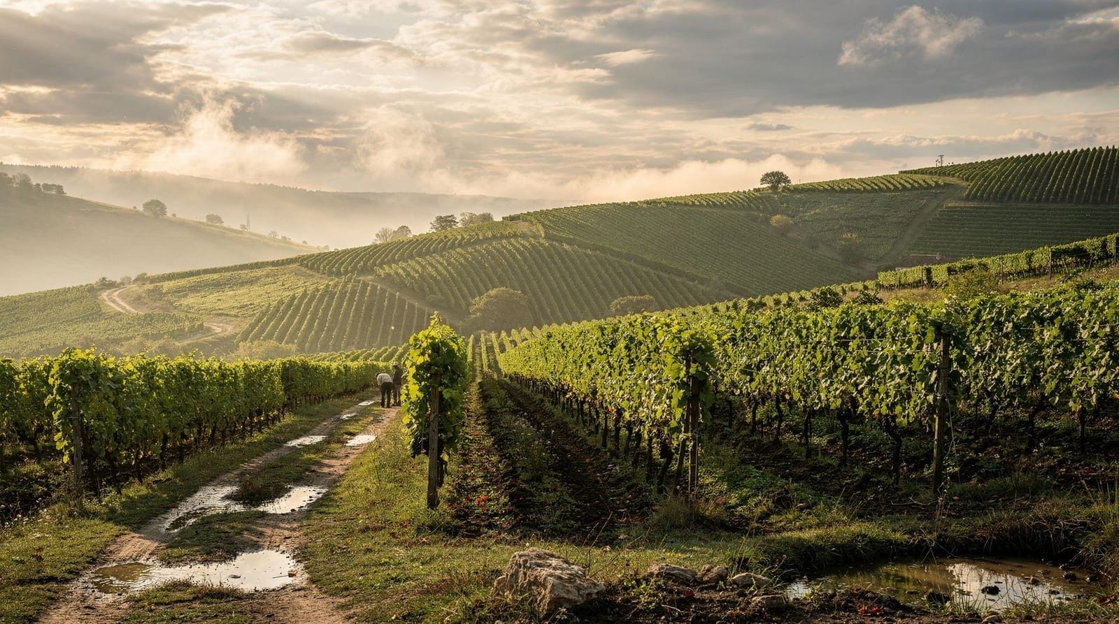 Bucharest: Romanian wine tasting experience