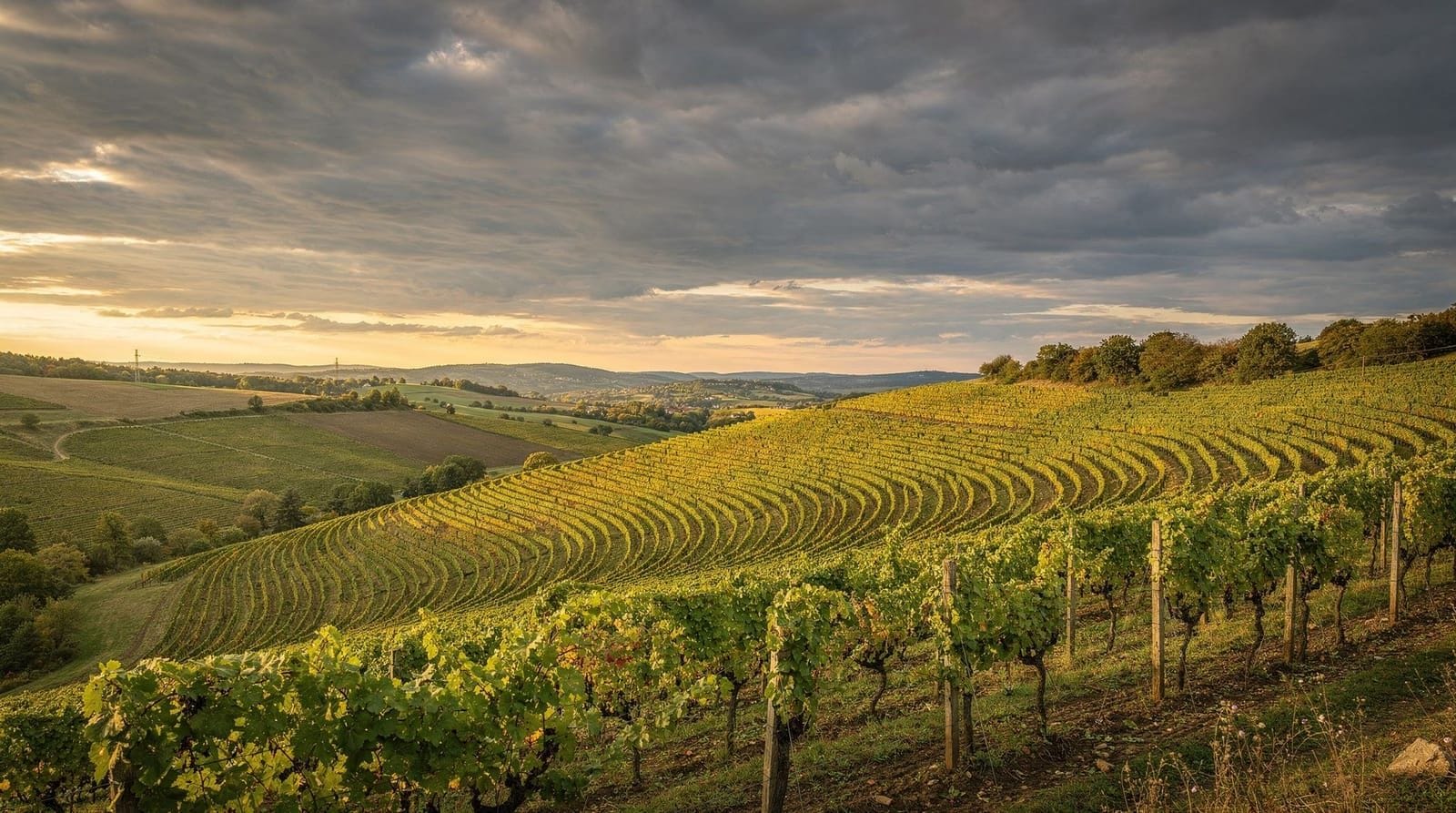 Bucharest: Romanian wine tasting tour